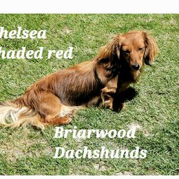 Chelsea - Dachshund