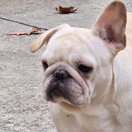 Paloma - French Bulldog