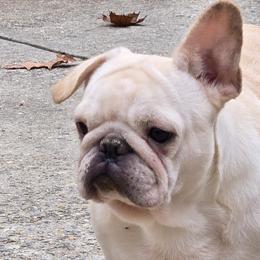 Paloma - French Bulldog