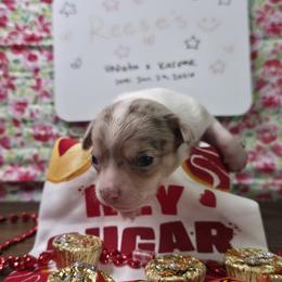 Reese's (2500) - Merle male Chihuahua puppy in Tomball, Texas from Katie's Krew