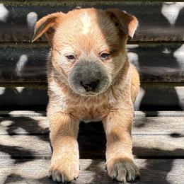L64-04 - Red speckled male Australian Cattle Dog puppy in Sheridan, Oregon from 6pk Cattledogs
