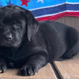 Girl 3 - Black female Labrador Retriever puppy in Jamestown, Ohio from Heartlands Quality Labrador Retrievers