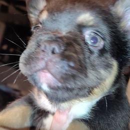 Baby boo - Tricolors male French Bulldog puppy in Winter Haven, Florida from Polk County Peekapoos