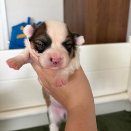 4 - White and red male Pembroke Welsh Corgi puppy in Boyd, Texas from Barker's Corgis
