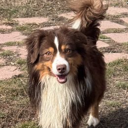 Maddie - Miniature American Shepherd