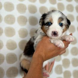 Orchid - Blue merle female Australian Shepherd puppy in Salinas, California from AA Aussies