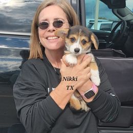 Lilac bandana girl - Black and tan female Pembroke Welsh Corgi puppy in Cherokee, Oklahoma from MCS Farms-OK