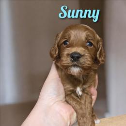 Sunny - Red male Cockapoo puppy in Conklin, Michigan from Lake Michigan Couture Cavapoos & Cockapoos