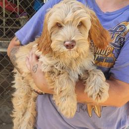 Girl 3 - female Australian Labradoodle puppy in Ocala, Florida from Vinton Valley Australian Labradoodles