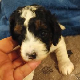 Charlie - Black and white male Cavapoo puppy in East Providence, Rhode Island from Marta's Cavaliers