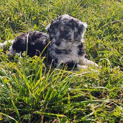 Bordoodle Puppies from Brisby Bordoodles