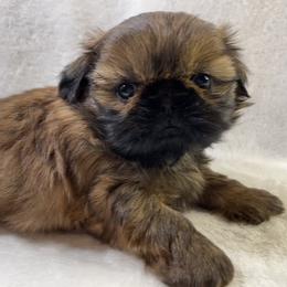 Shih Tzu Puppies from Little Miracles Shih Tzu