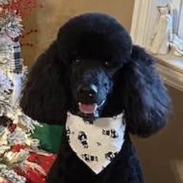 Poodles from Arizona's Once Upon A Boston and Poodle ❤️