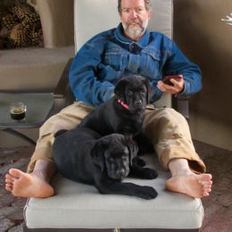 Labrador Retriever Puppies from Reve Labradors