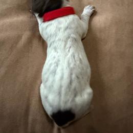 Red Boy - Liver roan male German Shorthaired Pointer puppy in Alba, Texas from Ballard Gun Dogs