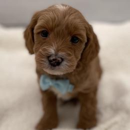 Charlie - Red  male Goldendoodle puppy in Kansas City, Kansas from Bella & Ivy’s Mini Goldendoodles of KC