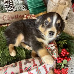 Chivas Regal - Black tri female Miniature Australian Shepherd puppy in California from Eagle River Aussies