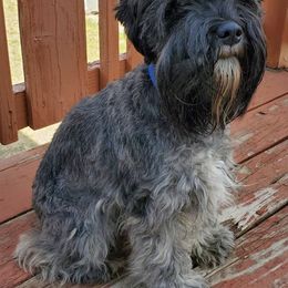 Miniature Schnauzers from Charlie's Mini Schnauzers
