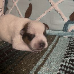Scotch - Red speckled male Australian Cattle Dog puppy in Christmas, Florida from OverTime Cattle Dogs