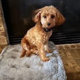 Ellie - Cavapoo