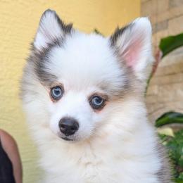 Bessie-1200 - Black and white female Pomsky puppy in Spring Hill, Florida from www.PuppyTimeEmporium.com
