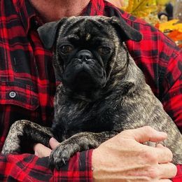 Branch - Pug