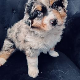 Australian Shepherd Puppies from Webb Farm Aussies