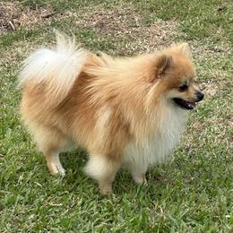 King - Pomeranian
