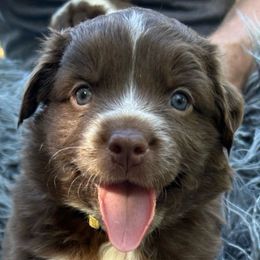 Lorelai - Australian Shepherd puppy from Honey and Fig Farm