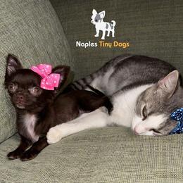 Chihuahua Puppies from Naples Tiny Dogs