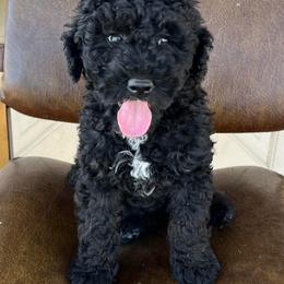 Tigris - Black and white female Bernedoodle puppy in Clarinda, Iowa from Root and Branch Bernedoodles