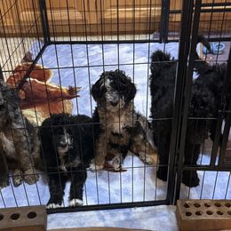 Goldendoodles from Wv Diva Doodles