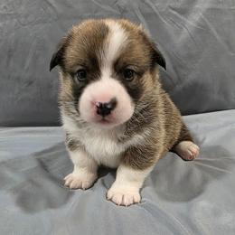 Liberty - Red female Pembroke Welsh Corgi puppy in Greensboro, Georgia from Loosey Goosey Farms