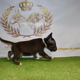 Male 1 - Black brindle and white male Miniature Bull Terrier puppy in Fontana, California from JLB Beagles & MBT