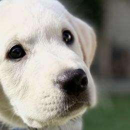 Golden Retrievers and Labrador Retrievers from Stephanie Dellrie