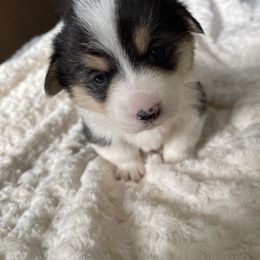 American Corgi Puppies from PNW Corgis