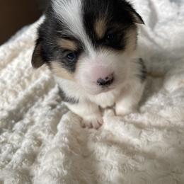American Corgi Puppies from PNW Corgis
