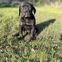Purple Collar - Black brindle Cane Corso puppy in Muldrow, Oklahoma from Darkside Kennel