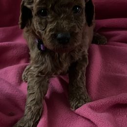 Goldendoodle Puppies from Adorable Lovable Mini Doodles