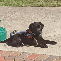 Labrador Retriever Puppies from Suebel Labradors South