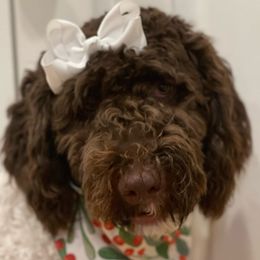 Bella - Labradoodle
