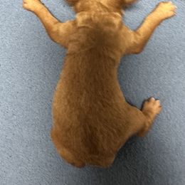 AKC solid red - Red  male Poodle puppy in Southwest Ranches, Florida from Herringbone ‘s Poodles