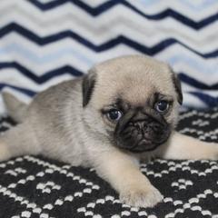 Brett - Fawn male Pug puppy in Arthur, Illinois from Perfect Pugs