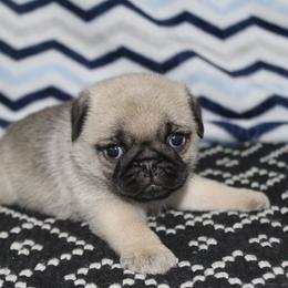 Brett - Fawn male Pug puppy in Arthur, Illinois from Perfect Pugs