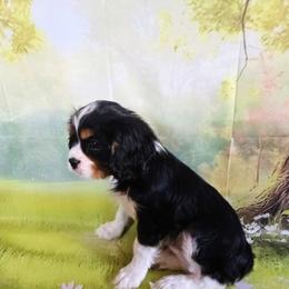 Clark - Tri-color male Cavalier King Charles Spaniel puppy in Rochelle, Illinois from Lakeview Cavaliers