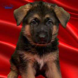 German Shepherd Puppies from Vom Archbold Haus World Class German Shepherds