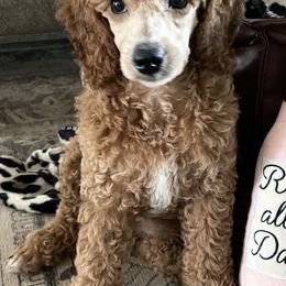 Bernedoodles, Boxers, and Poodles from Dakota Prairie Pups