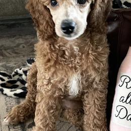 Bernedoodles, Boxers, and Poodles from Dakota Prairie Pups
