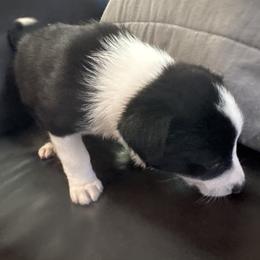 Girl - Black and white female Border Collie puppy in Temecula, California from West Coast Border Collies