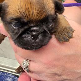 Catherine - Red female Brussels Griffon puppy in Columbus, Ohio from Last Knight and Greyhawk Kennels